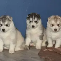 processed/e3239fa8-28ba-4509-a9bd-6383a4b07e3b/facility/751d3802-20dc-482d-a703-fb77e4dca6cd