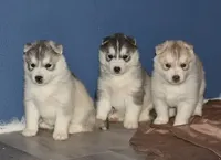 processed/e3239fa8-28ba-4509-a9bd-6383a4b07e3b/facility/751d3802-20dc-482d-a703-fb77e4dca6cd