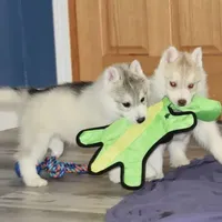 processed/e3239fa8-28ba-4509-a9bd-6383a4b07e3b/facility/8595f938-2ac7-41c6-8059-13a74776bab4