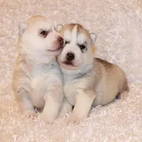 processed/e3239fa8-28ba-4509-a9bd-6383a4b07e3b/facility/dc1f7c29-b55a-4567-ae82-1f789fe24c2a