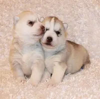 processed/e3239fa8-28ba-4509-a9bd-6383a4b07e3b/facility/dc1f7c29-b55a-4567-ae82-1f789fe24c2a