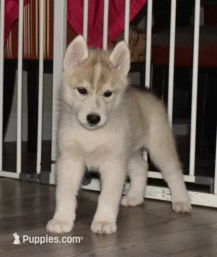Vienna – Siberian Husky puppy for sale in Randall, MN