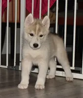 Vienna, a female Siberian Husky for sale in Randall, MN – 4 of 8