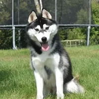 Specter, a male Siberian Husky for sale in Randall, MN – Photo 7 of 10