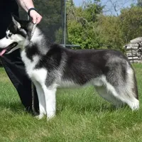 Specter, a male Siberian Husky for sale in Randall, MN – Photo 10 of 10