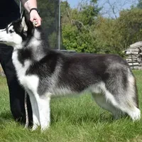 Specter, a male Siberian Husky for sale in Randall, MN – Photo 9 of 10