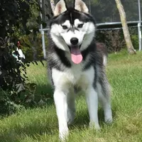 Specter, a male Siberian Husky for sale in Randall, MN – Photo 3 of 10