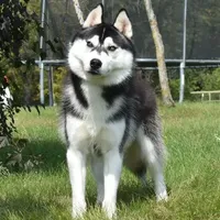 Specter, a male Siberian Husky for sale in Randall, MN – Photo 1 of 10