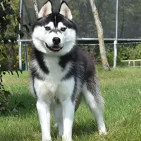 Specter, a male Siberian Husky for sale in Randall, MN – Photo 5 of 10