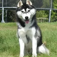 Specter, a male Siberian Husky for sale in Randall, MN – Photo 6 of 10