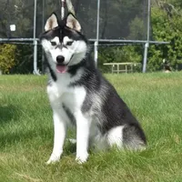 Specter, a male Siberian Husky for sale in Randall, MN – Photo 2 of 10