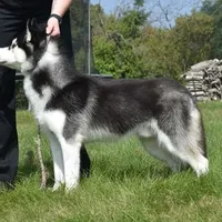 Specter, a male Siberian Husky for sale in Randall, MN – Photo 8 of 10