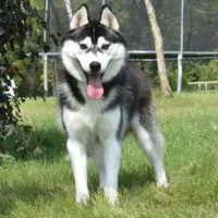 Specter, a male Siberian Husky for sale in Randall, MN – Photo 4 of 10