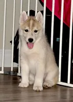 Vienna, a female Siberian Husky for sale in Randall, MN – 5 of 8