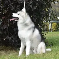 Sunny, a male Siberian Husky for sale in Randall, MN – Photo 5 of 7