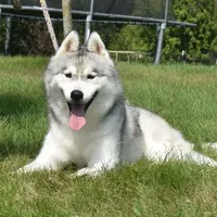 Sunny, a male Siberian Husky for sale in Randall, MN – Photo 7 of 7