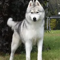 Sunny, a male Siberian Husky for sale in Randall, MN – Photo 2 of 7