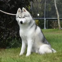 Sunny, a male Siberian Husky for sale in Randall, MN – Photo 1 of 7