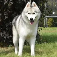 Sunny, a male Siberian Husky for sale in Randall, MN – Photo 4 of 7