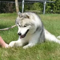 Sunny, a male Siberian Husky for sale in Randall, MN – Photo 6 of 7