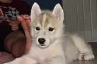 Vienna, a female Siberian Husky for sale in Randall, MN – 3 of 8