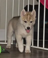 Vienna, a female Siberian Husky for sale in Randall, MN – 2 of 8