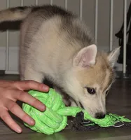 Vienna, a female Siberian Husky for sale in Randall, MN – 8 of 8