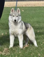 Tundra, a male Siberian Husky for sale in Randall, MN – Photo 1 of 6