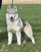 Tundra, a male Siberian Husky for sale in Randall, MN – Photo 2 of 6