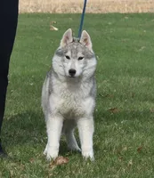 Tundra, a male Siberian Husky for sale in Randall, MN – Photo 4 of 6
