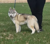 Tundra, a male Siberian Husky for sale in Randall, MN – Photo 6 of 6