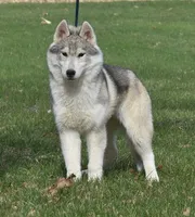 Tundra, a male Siberian Husky for sale in Randall, MN – Photo 3 of 6