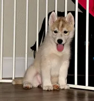 Vienna, a female Siberian Husky for sale in Randall, MN – 7 of 8