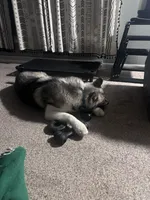 Luka, a male Siberian Husky for sale in Randall, MN – Photo 8 of 8