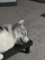 Luka, a male Siberian Husky for sale in Randall, MN – Photo 6 of 8