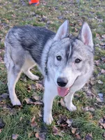 Luka, a male Siberian Husky for sale in Randall, MN – Photo 5 of 8