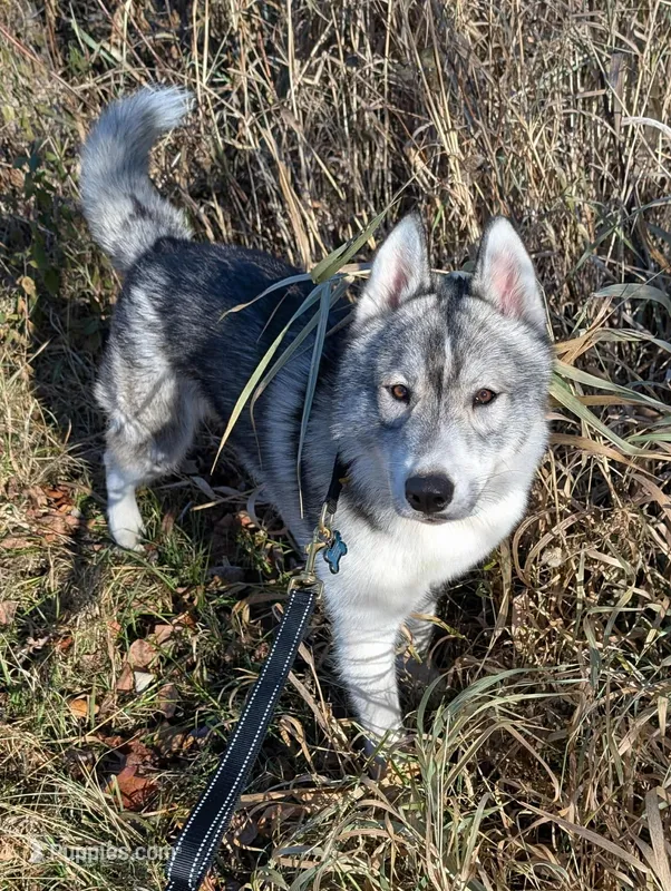 Luka – Siberian Husky puppy for sale in Randall, MN