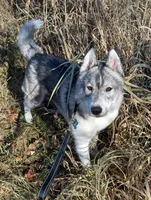 Luka, a male Siberian Husky for sale in Randall, MN – Photo 1 of 8