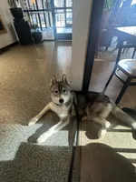 Luka, a male Siberian Husky for sale in Randall, MN – Photo 7 of 8