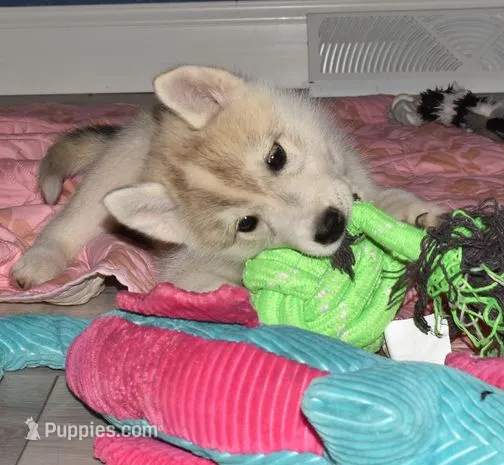 Vienna – Siberian Husky puppy for sale in Randall, MN