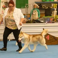 Jaxie, a female Siberian Husky for sale in Randall, MN – Photo 6 of 8