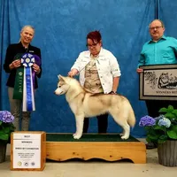 Jaxie, a female Siberian Husky for sale in Randall, MN – Photo 5 of 8