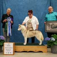 Jaxie, a female Siberian Husky for sale in Randall, MN – Photo 7 of 8