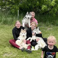 Jaxie, a female Siberian Husky for sale in Randall, MN – Photo 3 of 8