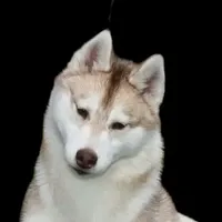 Jaxie, a female Siberian Husky for sale in Randall, MN – Photo 8 of 8