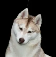 processed/e3239fa8-28ba-4509-a9bd-6383a4b07e3b/listing/c87850cc-f533-4d2f-833c-6a1edd2b20ff/59d00c37-ba0b-4230-953a-392038a4989d