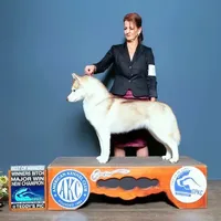 Jaxie, a female Siberian Husky for sale in Randall, MN – Photo 1 of 8