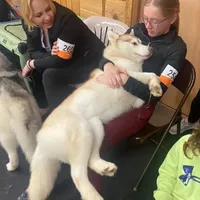 Jaxie, a female Siberian Husky for sale in Randall, MN – Photo 4 of 8