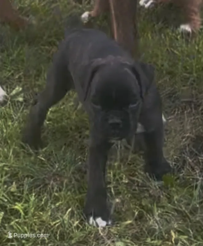 Ace – Boxer puppy for sale in Annandale, MN