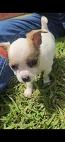 White, a female Chihuahua for sale in Galion, OH – 2 of 3